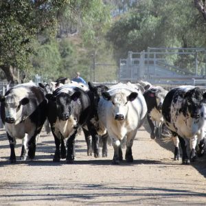 Ivery Downs Speckle Park cattle