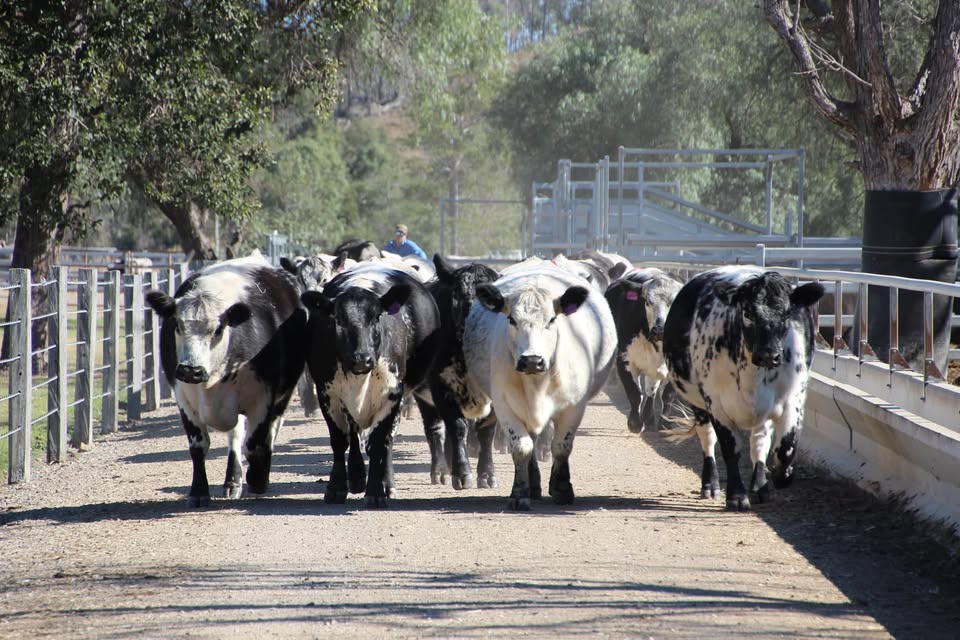 Ivery Downs Speckle Park cattle