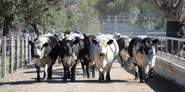 Ivery Downs Speckle Park cattle