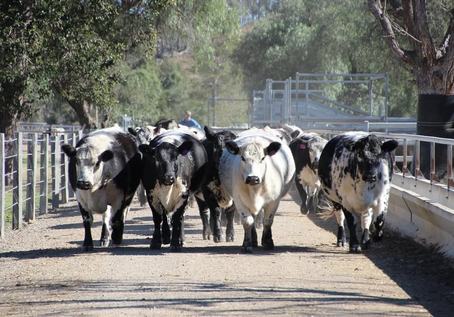 Ivery Downs Speckle Park cattle